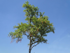 Citharexylum myrianthum