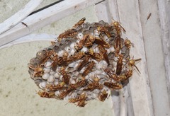 Pachysomoides fulvus