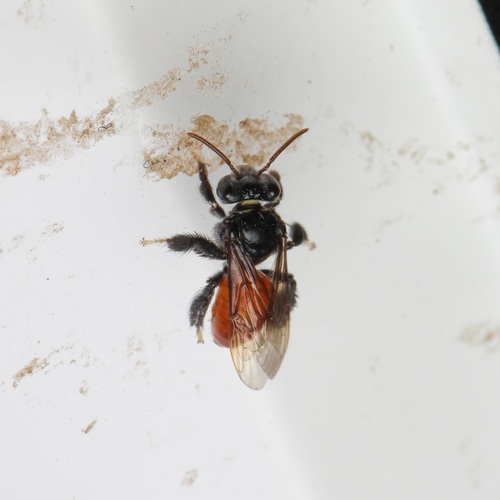 Paratetrapedia apicalis