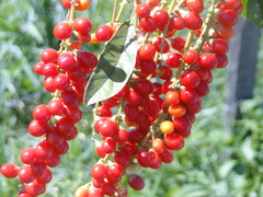 Citharexylum myrianthum