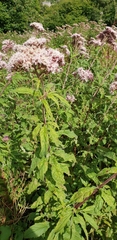 Eupatorium cannabinum