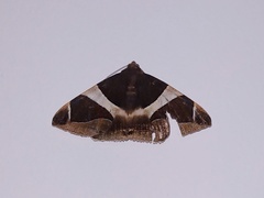 Bastilla crameri
