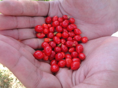 Citharexylum myrianthum