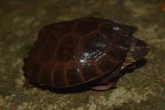 Notochelys platynota