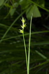 Carex interior