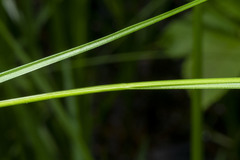 Carex interior