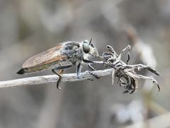 Eutolmus rufibarbis
