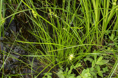 Carex interior