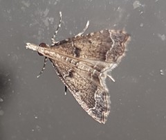 Sufetula hemiophthalma