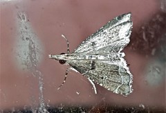 Sufetula hemiophthalma