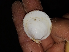 Acrosterigma cygnorum