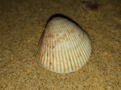 Acrosterigma cygnorum