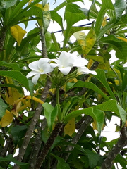 Plumeria pudica