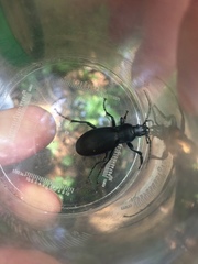 Carabus purpurascens