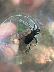 Carabus purpurascens