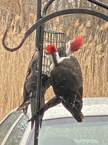 Pileated Woodpecker photographed in New York
