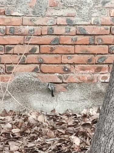 Asian Tit