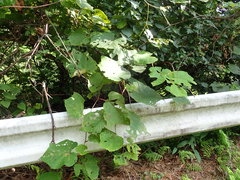 Vitis coignetiae