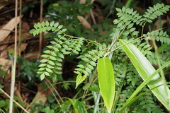 Zanthoxylum piperitum