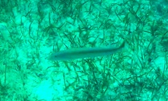 Malacanthus plumieri