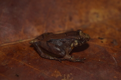 Limnonectes palavanensis