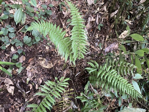 Thelypteris hirsutipes iNat (1)