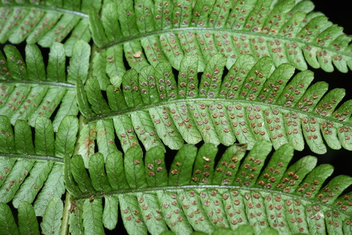 Parathelypteris hirsutipes