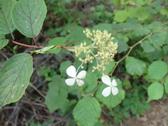 Hydrangea paniculata