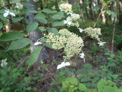 Hydrangea paniculata