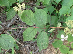 Hydrangea paniculata