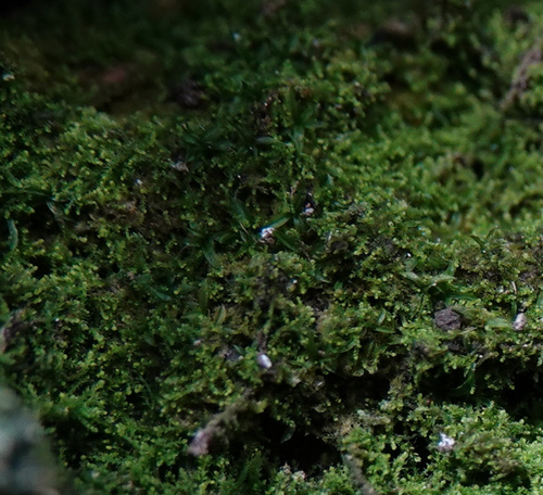 Scopelophila cataractae observed 2025-04-03