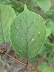 Hydrangea paniculata