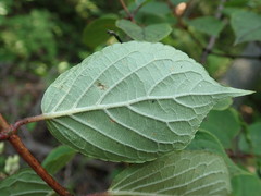 Hydrangea paniculata