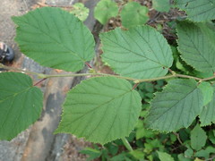 Corylus sieboldiana