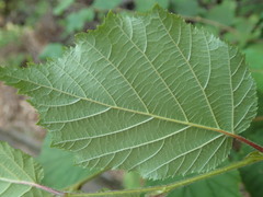 Corylus sieboldiana