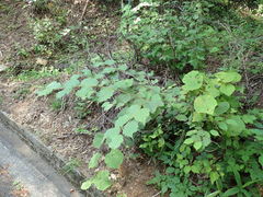 Corylus sieboldiana