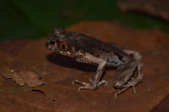 Leptobrachella gracilis