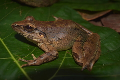 Limnonectes leporinus