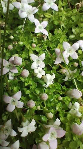 Image of Oldenlandia salzmannii by no rights reserved