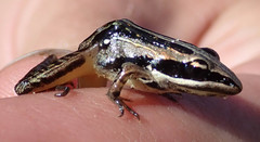 Ptychadena taenioscelis