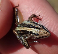 Ptychadena taenioscelis