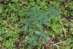 Daphne pseudomezereum