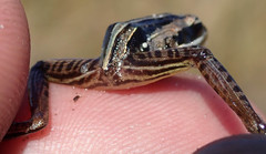 Ptychadena taenioscelis