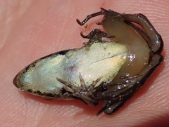 Ptychadena taenioscelis