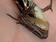 Ptychadena taenioscelis