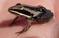 Ptychadena taenioscelis