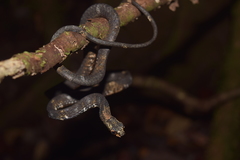 Aplopeltura boa