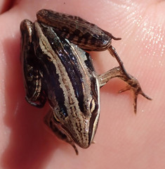 Ptychadena taenioscelis