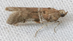 Amyelois transitella