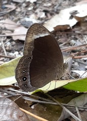 Mycalesis anaxias